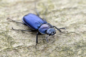 blauw vliegend hert 5-2023 (Platycerus caraboides) 8088